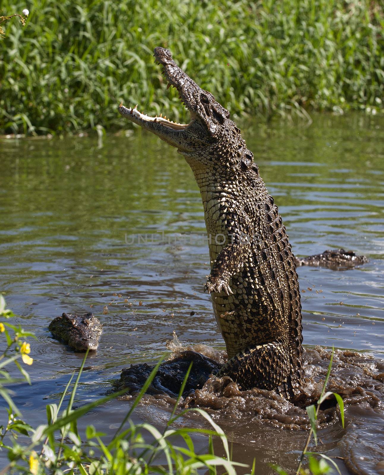 Attack crocodile by SURZ