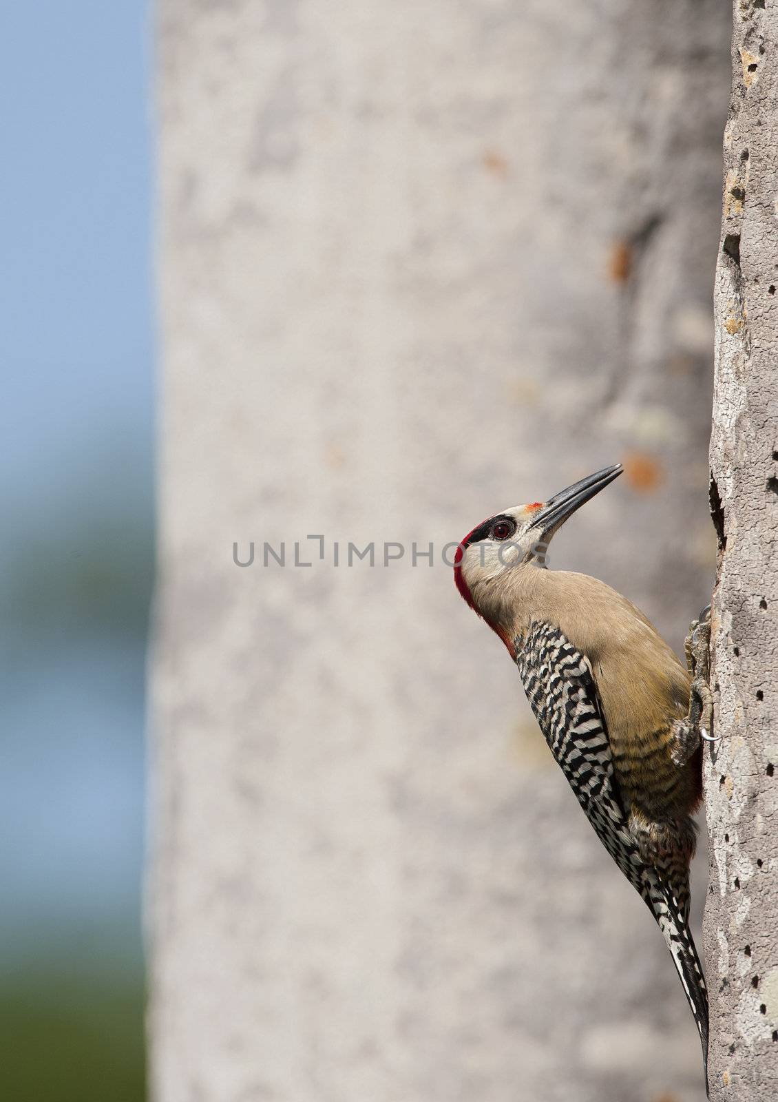 West Indian Woodpecker (Melanerpes superciliaris)  at nesthole in tree trunk.  Cuba