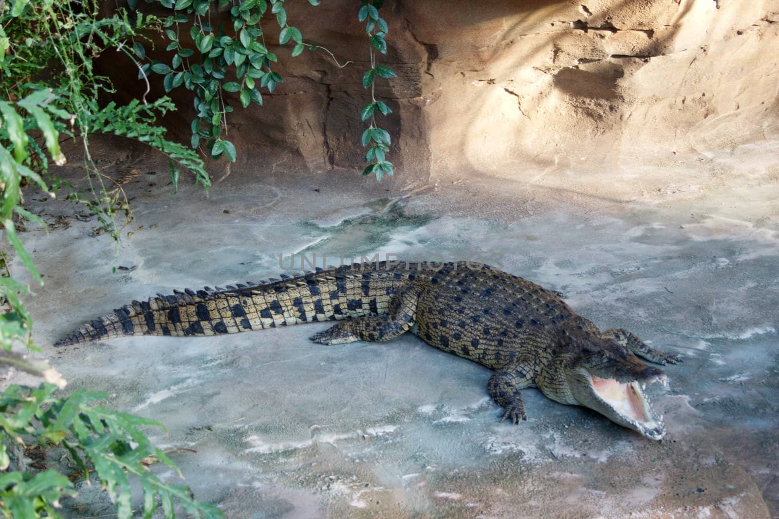 Sleeping crocodile in the river
