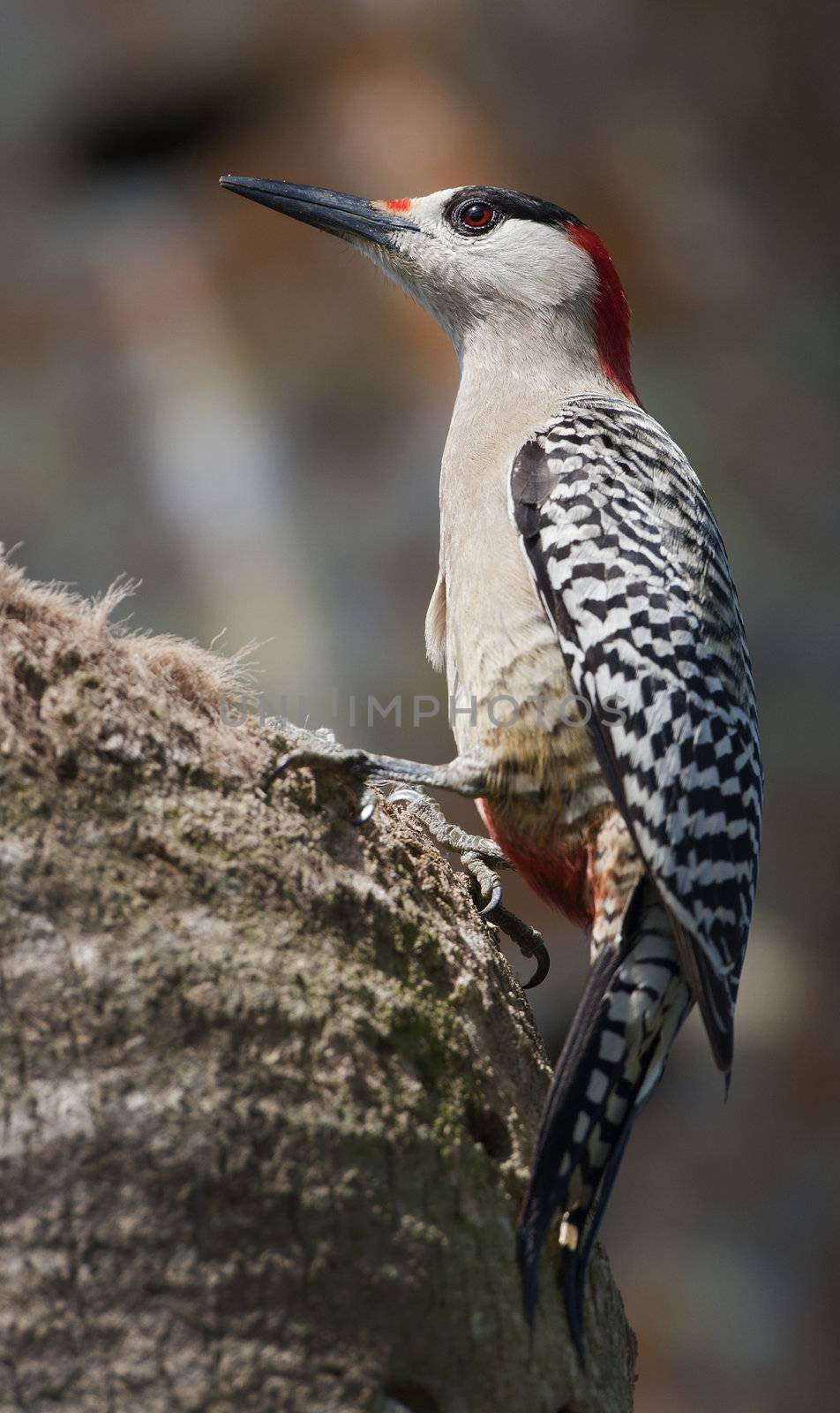 West Indian Woodpecker (Melanerpes superciliaris)  by SURZ
