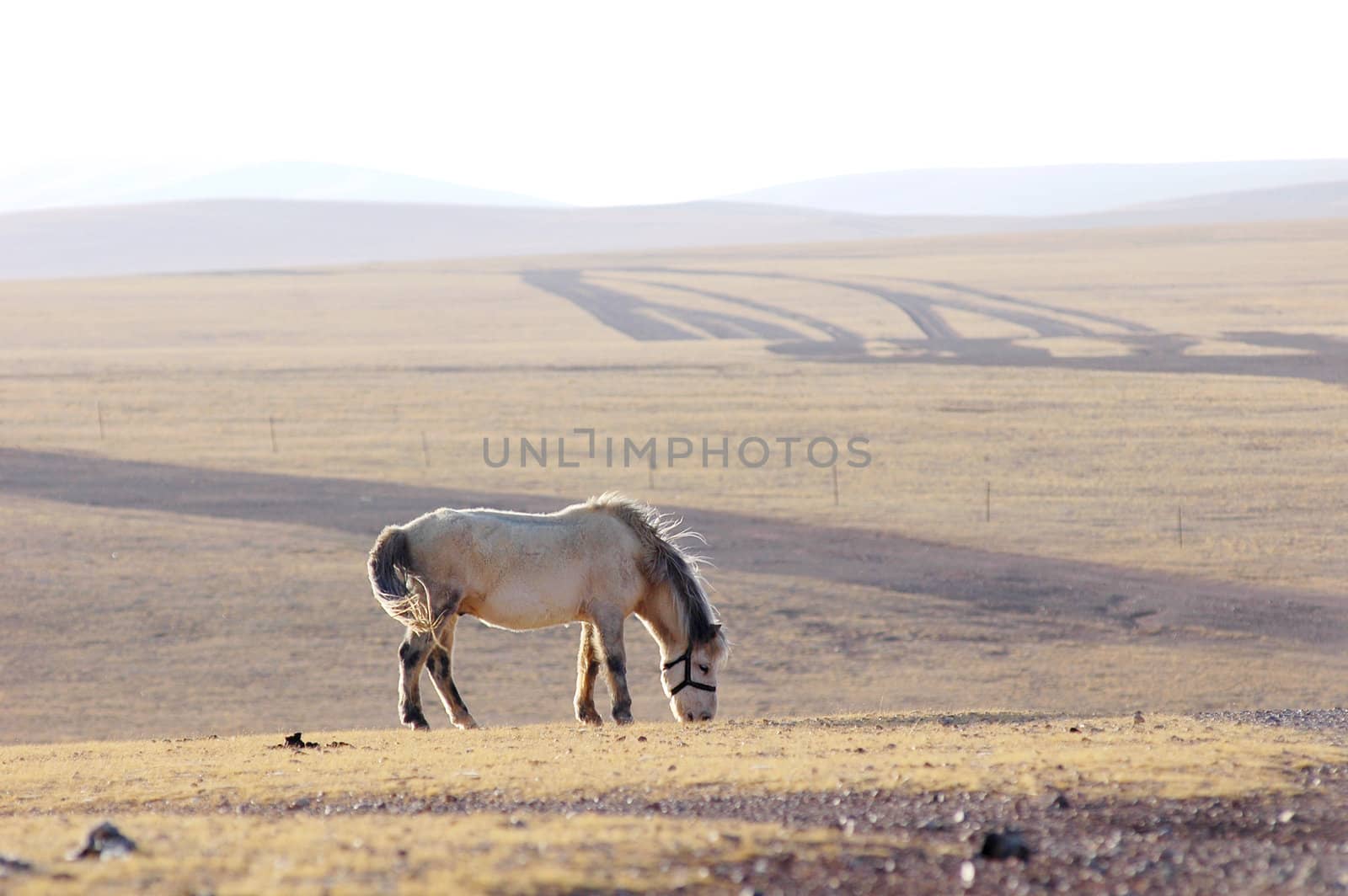 Landscape of Horse on meadow in Tibet