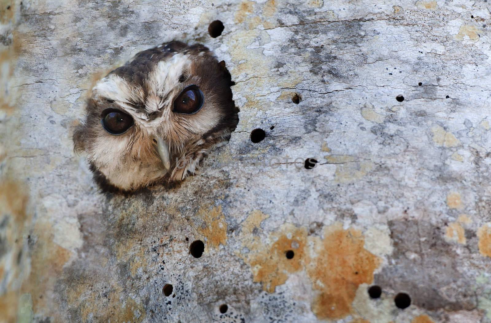 Cuban Screech-owl  in Tree Hole by SURZ