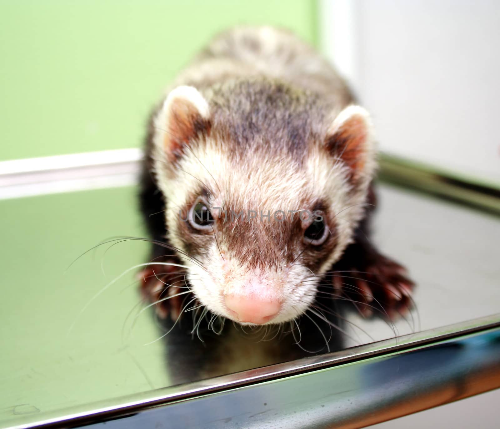 Close-up of ferret on the iron table