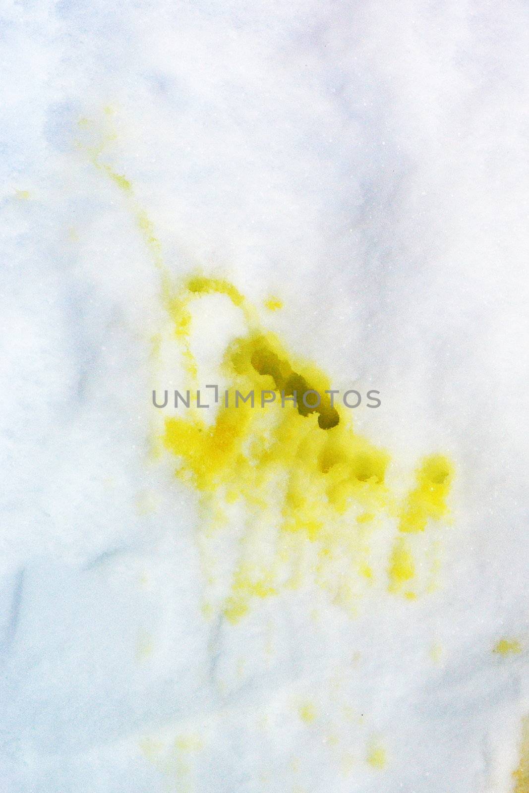 Traces of dog urine in the snow