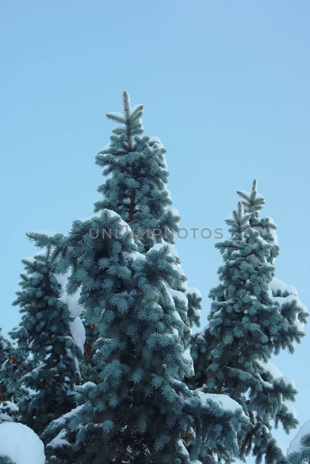 Branches of spruce covered with snow