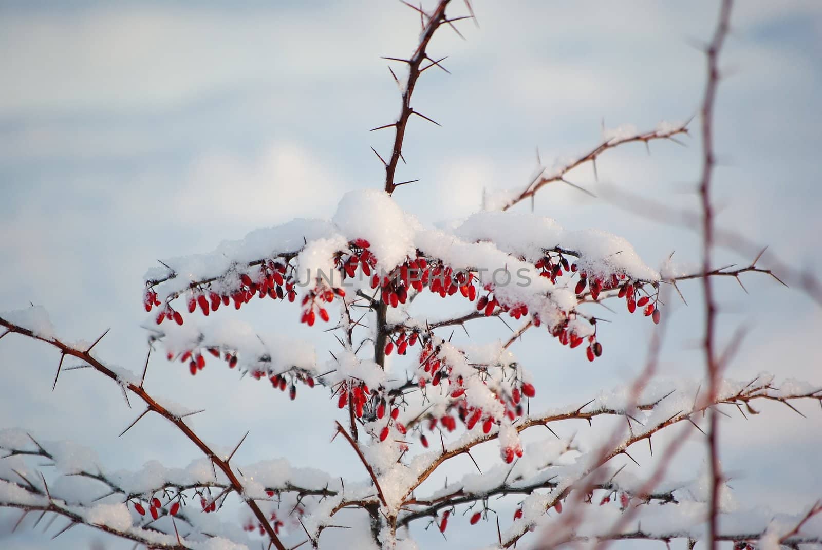 Barberries frozen on the bush covered with snow