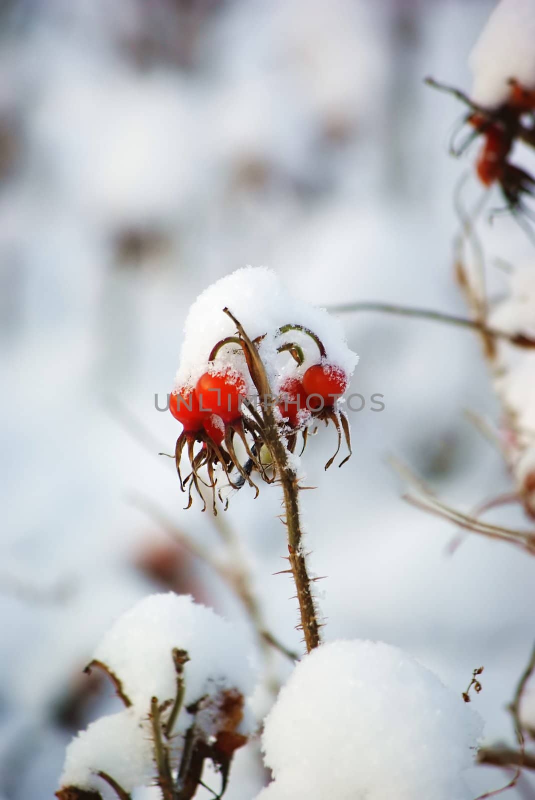 Briars frozen on the bush covered with snow