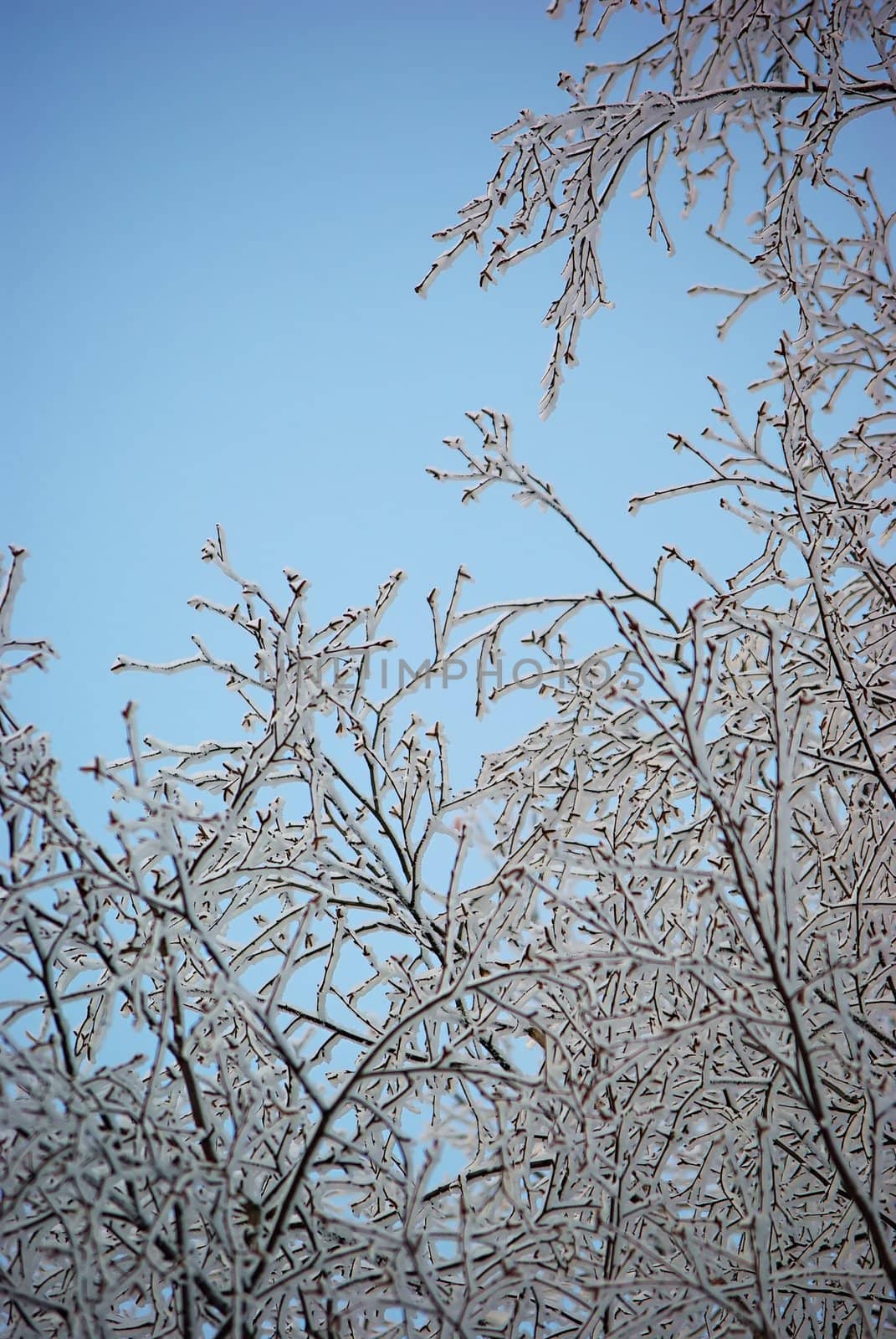 Frozen branches by Vitamin