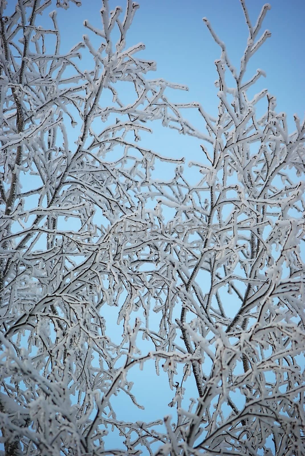 Frozen branches on blue sky background