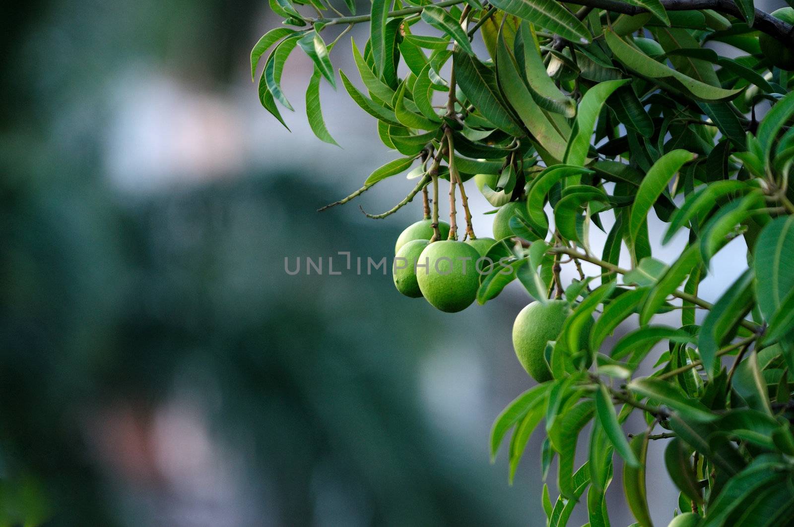 Fresh mangoes growing on trees naturally in India