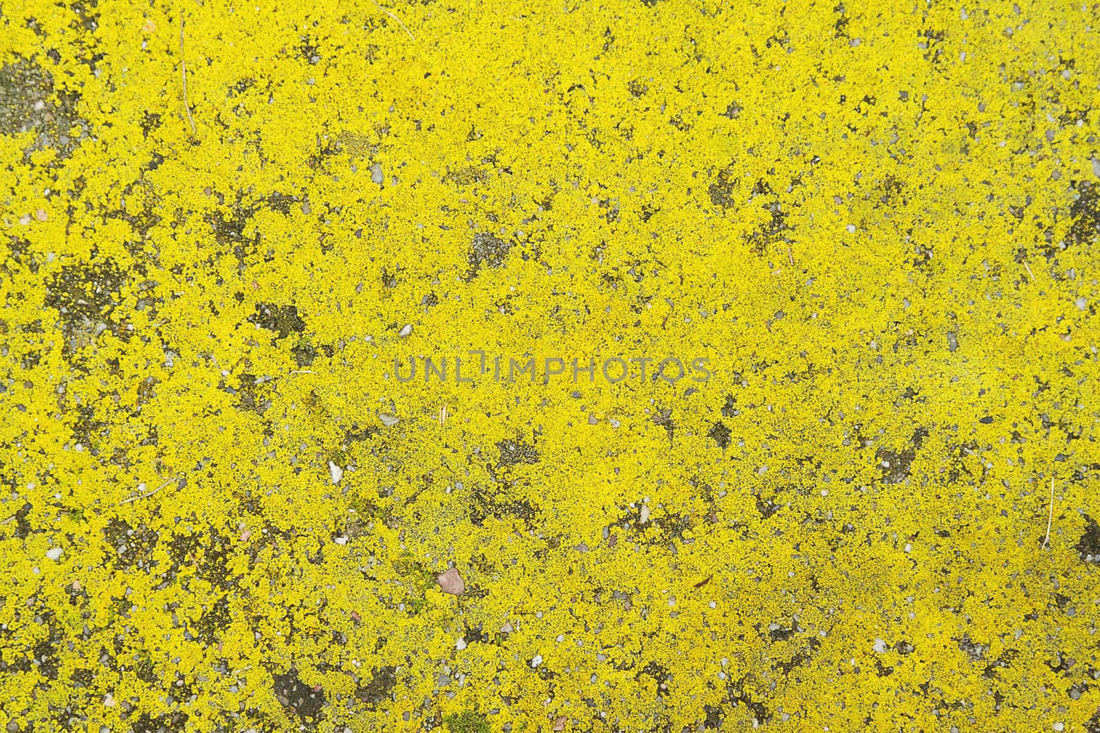 Background with bright yellow moss on asphalt