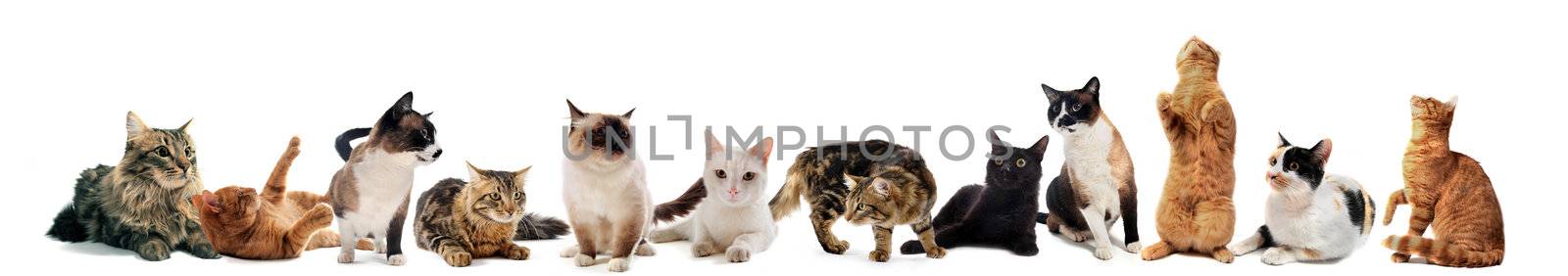 cats and kitten on a white background