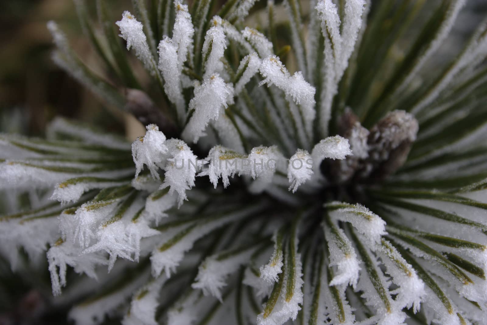 conifer needles dressed in needles of the hoar frost