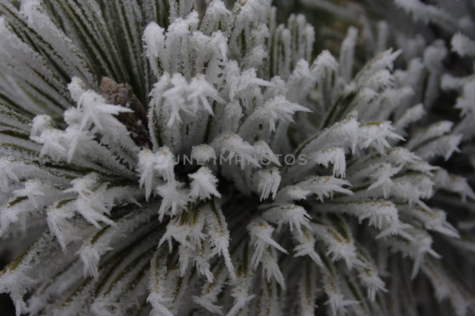 conifer needles dressed in needles of the hoar frost