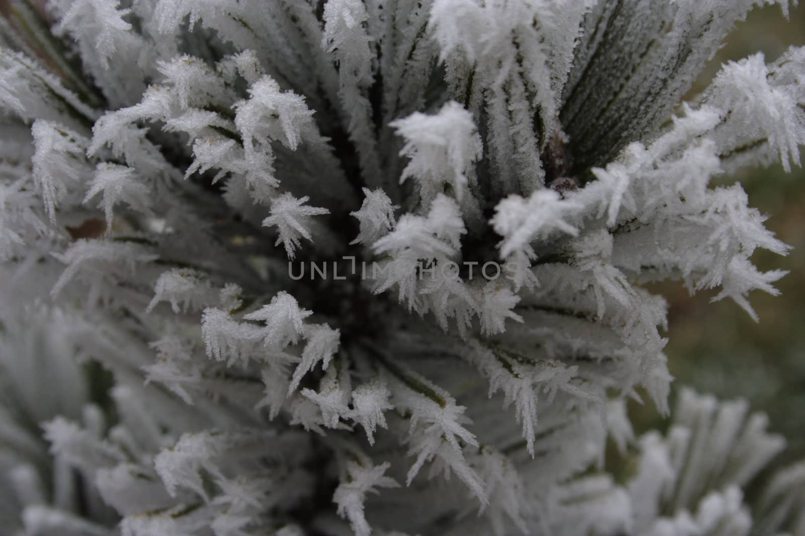 conifer needles dressed in needles of the hoar frost