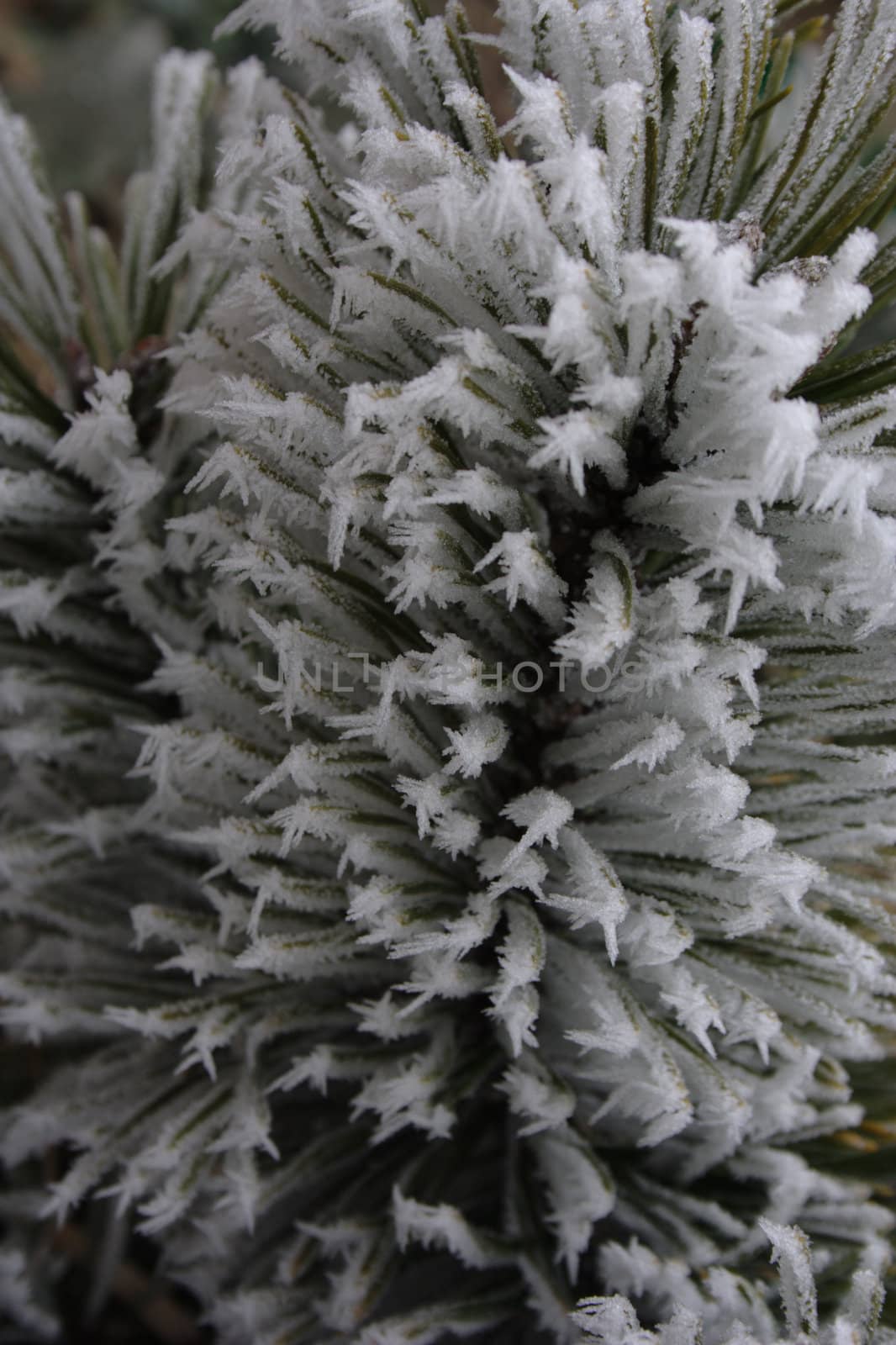 conifer needles dressed in needles of the hoar frost