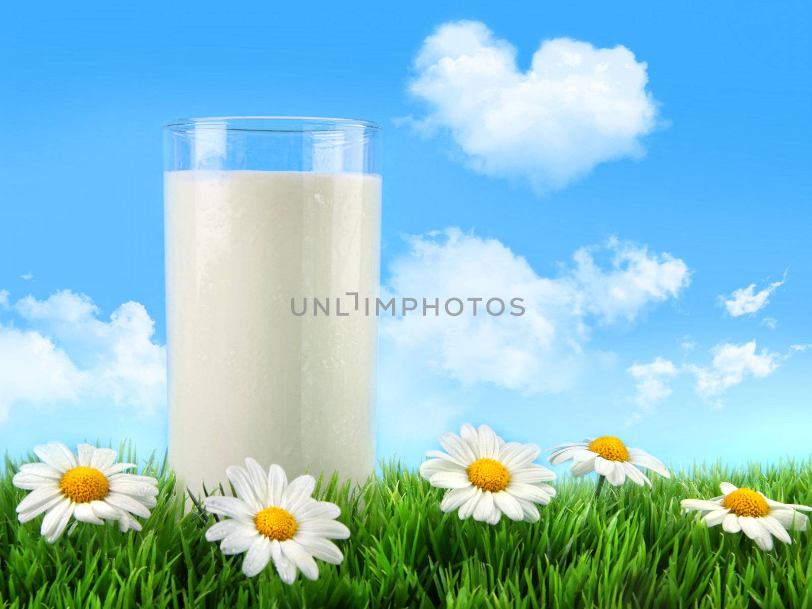 Glass of milk in the grass with daisies by Sandralise