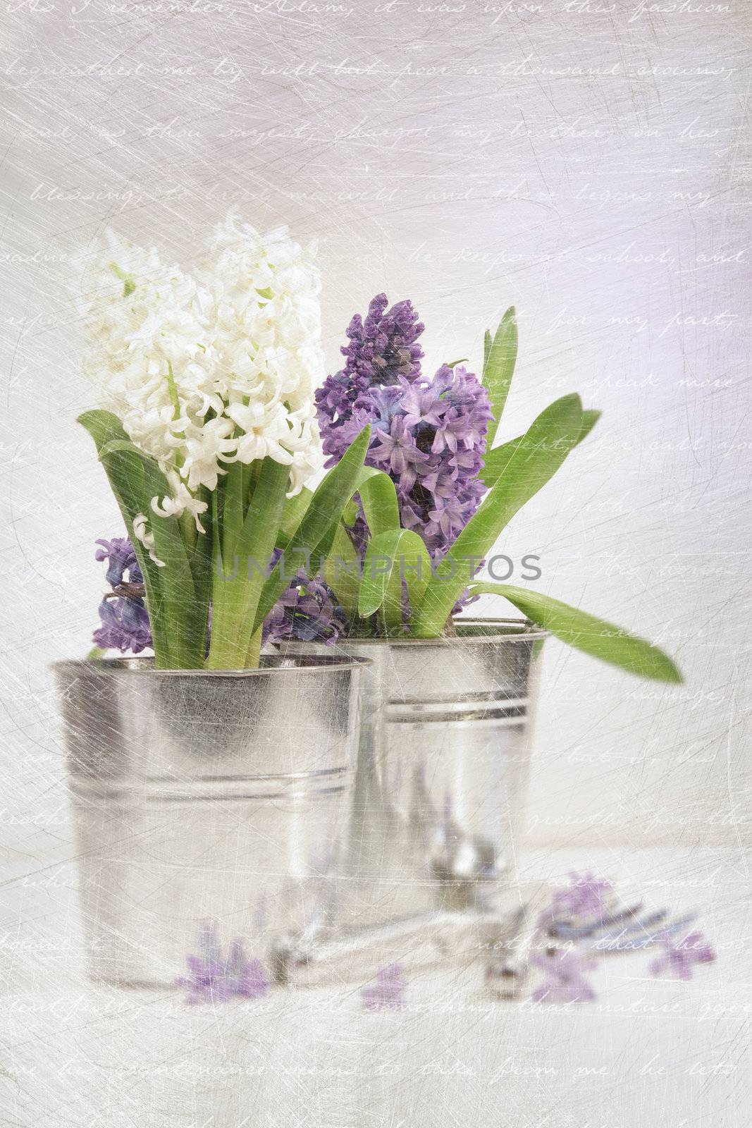Purple hyacinth with an aged vintage look by Sandralise