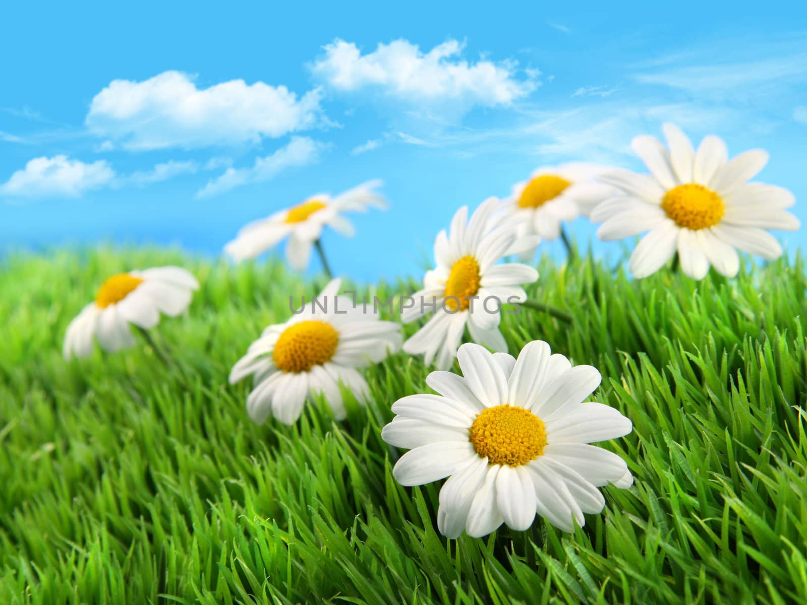 Little daisies in grass against a blue sky