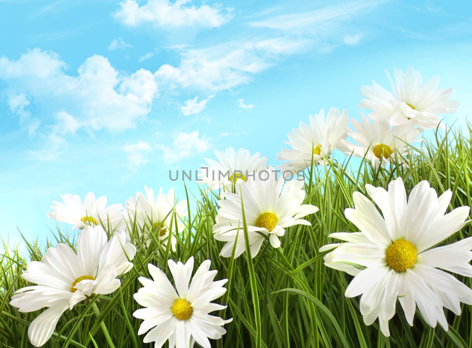 White summer daisies in tall grass with blue sky