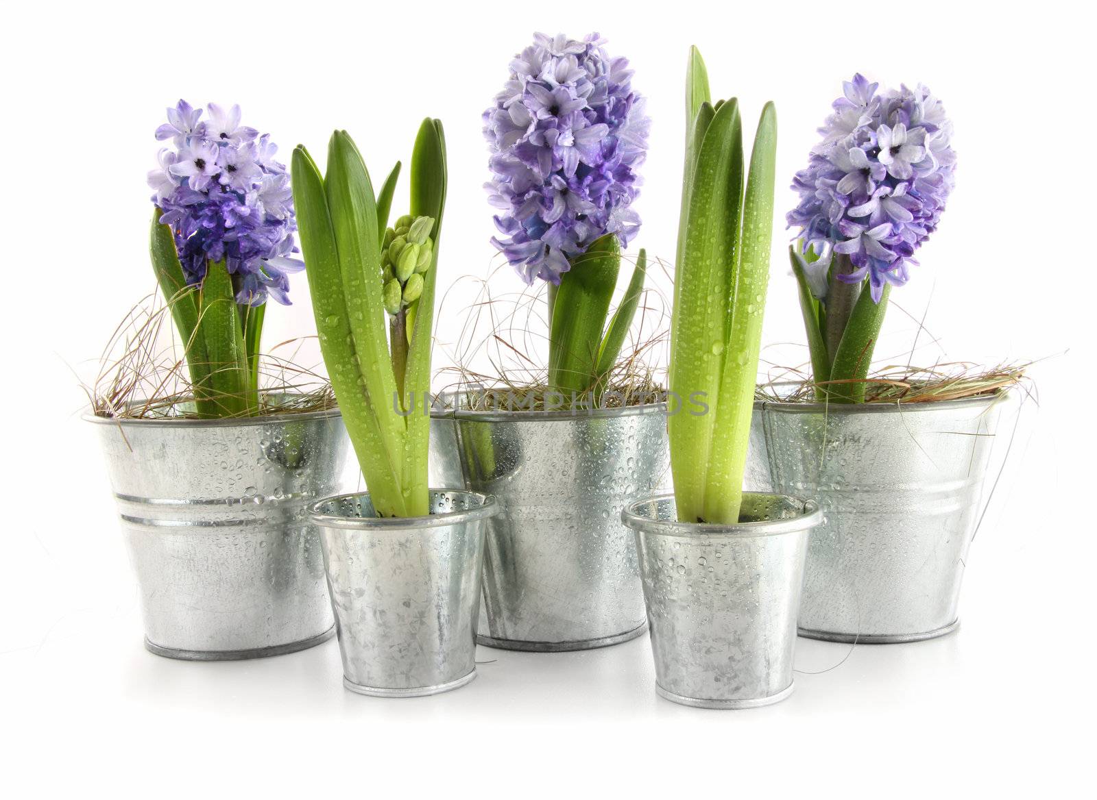 Purple hyacinth in aluminum pots on white by Sandralise