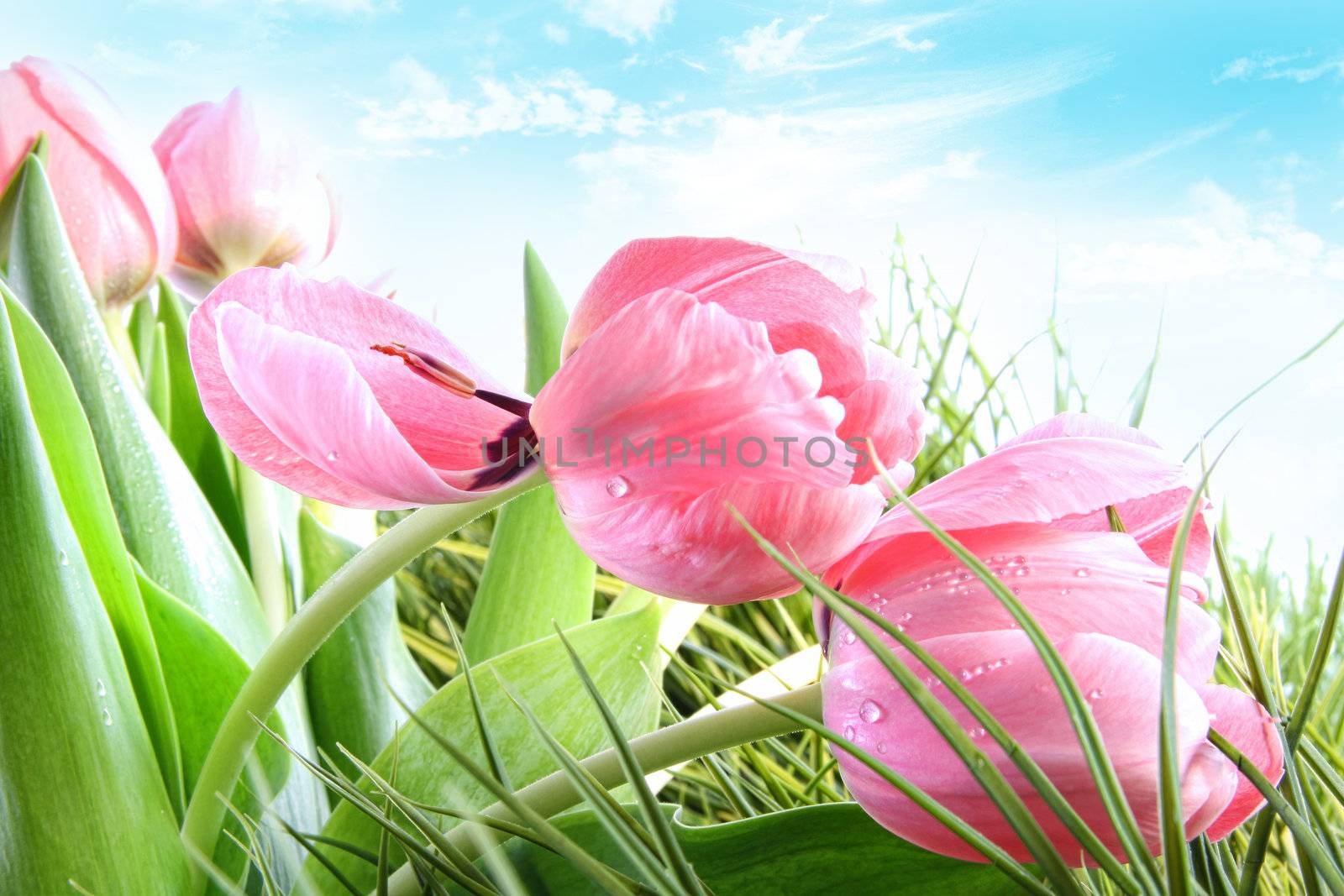 Close-up of  pink Spring tulips against blue sky