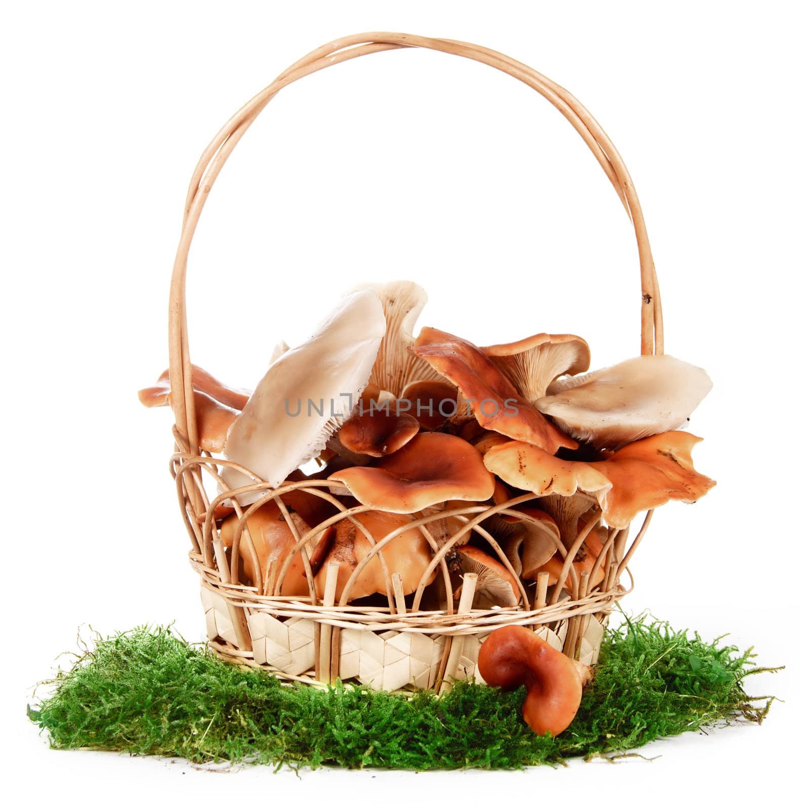 The image of a basket with the mushrooms, isolated, on a white background