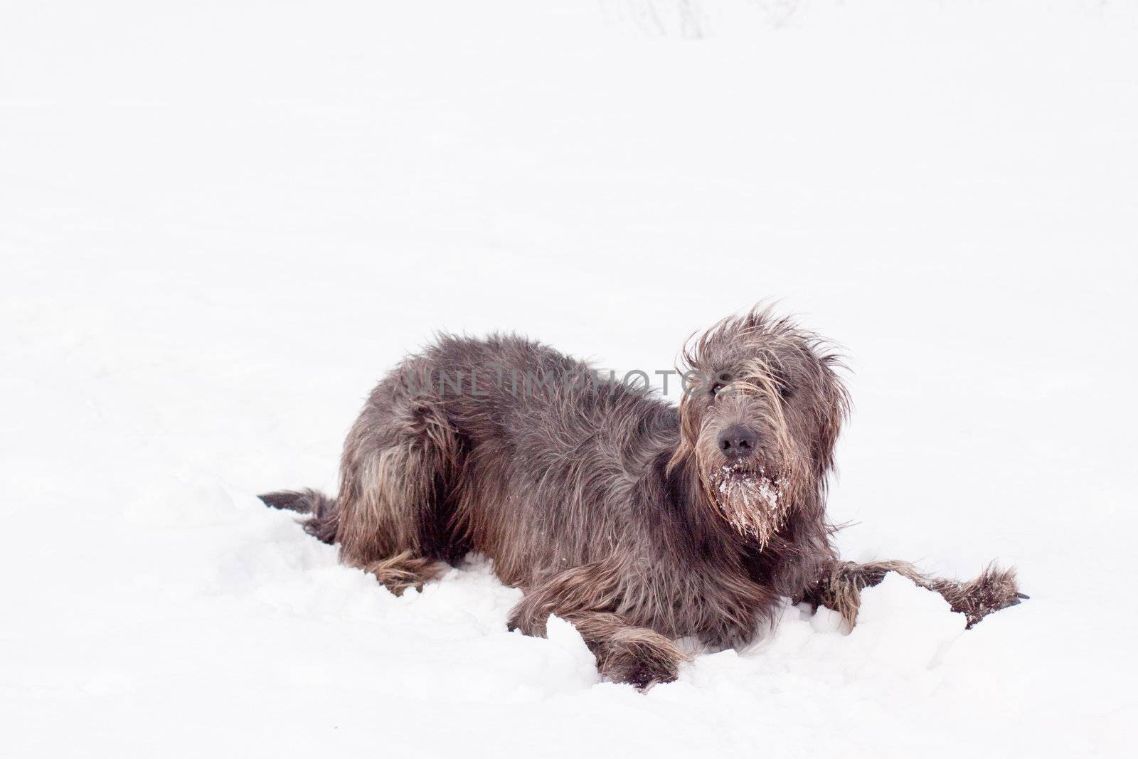 An irish wolfhound lying on a snow-covered field
