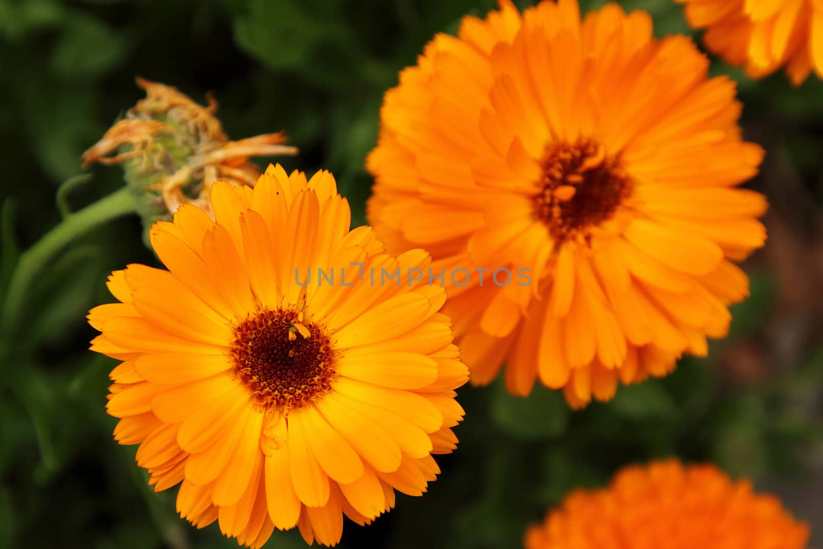 Closeup photo of tow bright calendula flowers