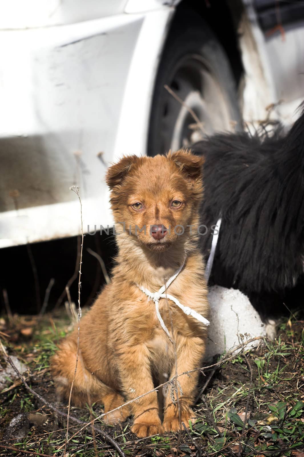 portrait of an unpedigreed puppy