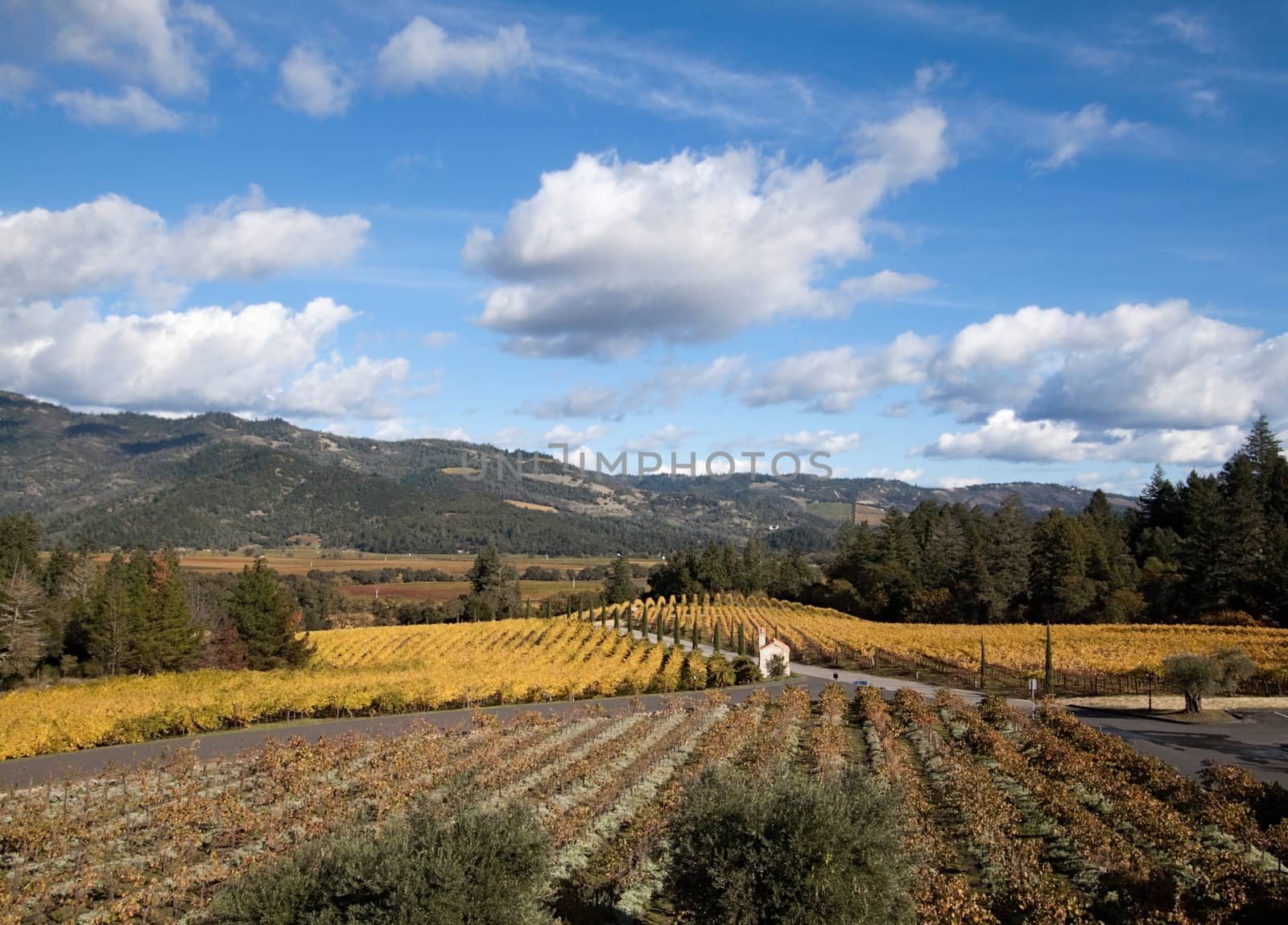 The hillsides of Napa Valley wine country