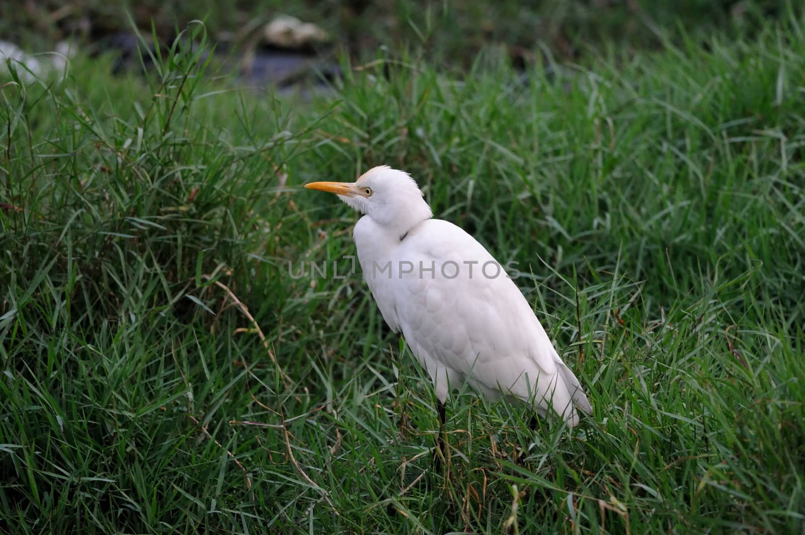 Little Egret in its natural habitat