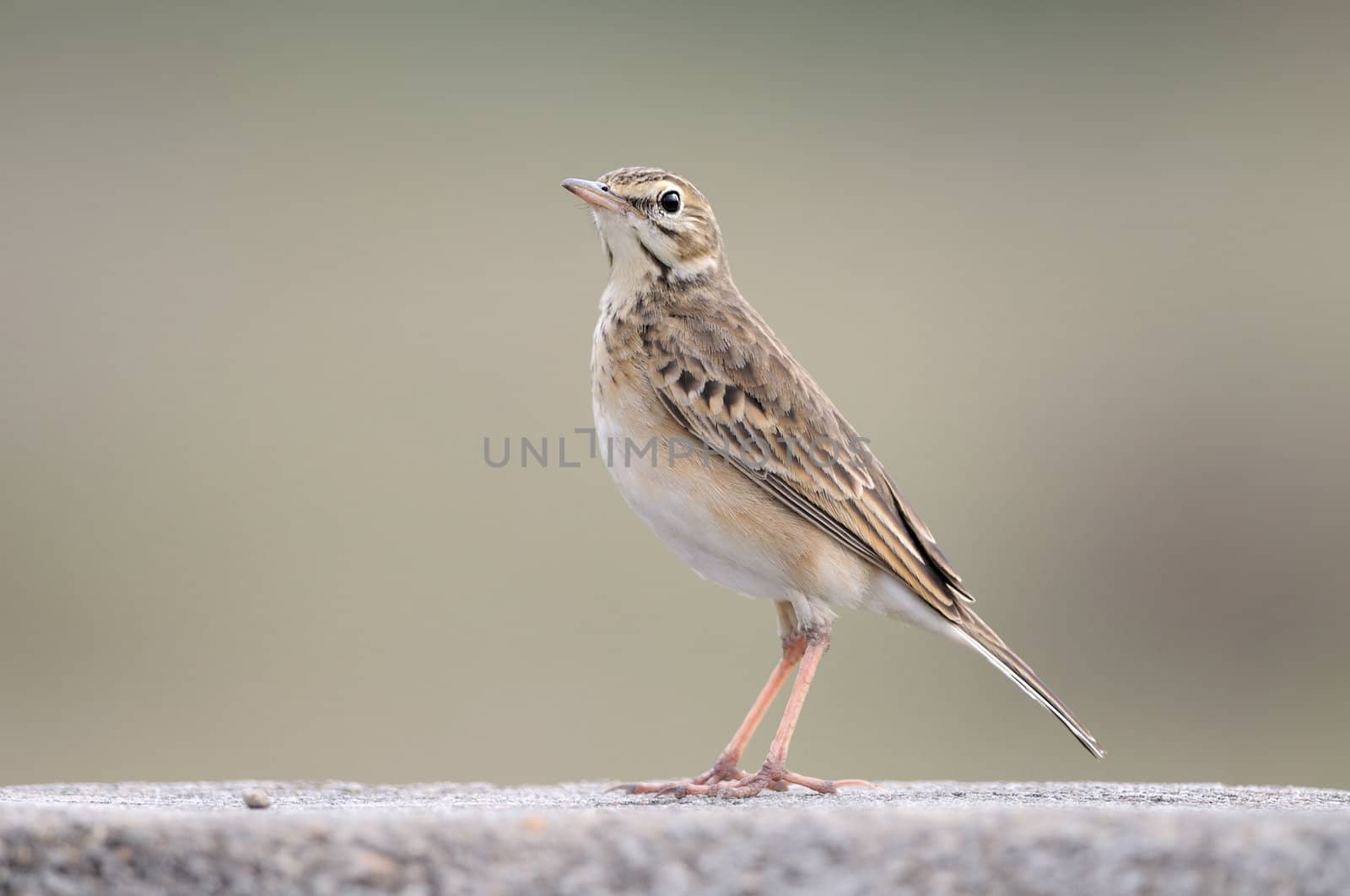 A paddy field pipit resting on a stone wall