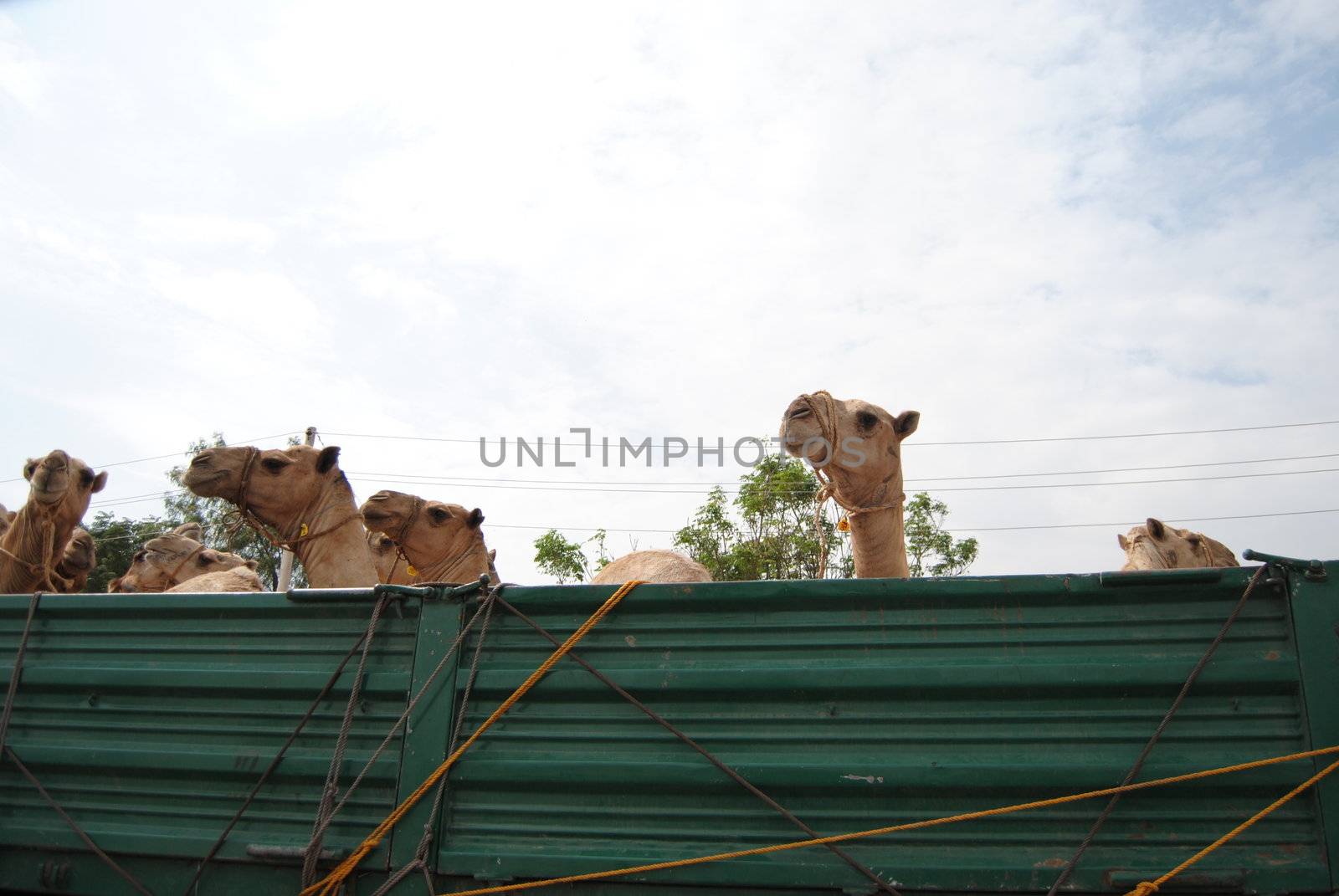 camels on truck
