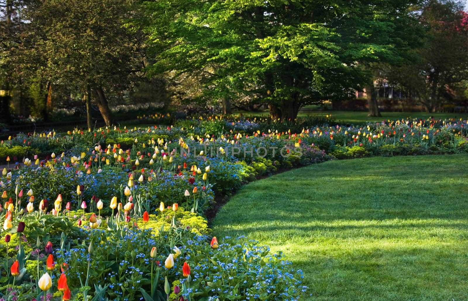 Beautiful and colorful arrangement of blooming springflowers on early morning in park