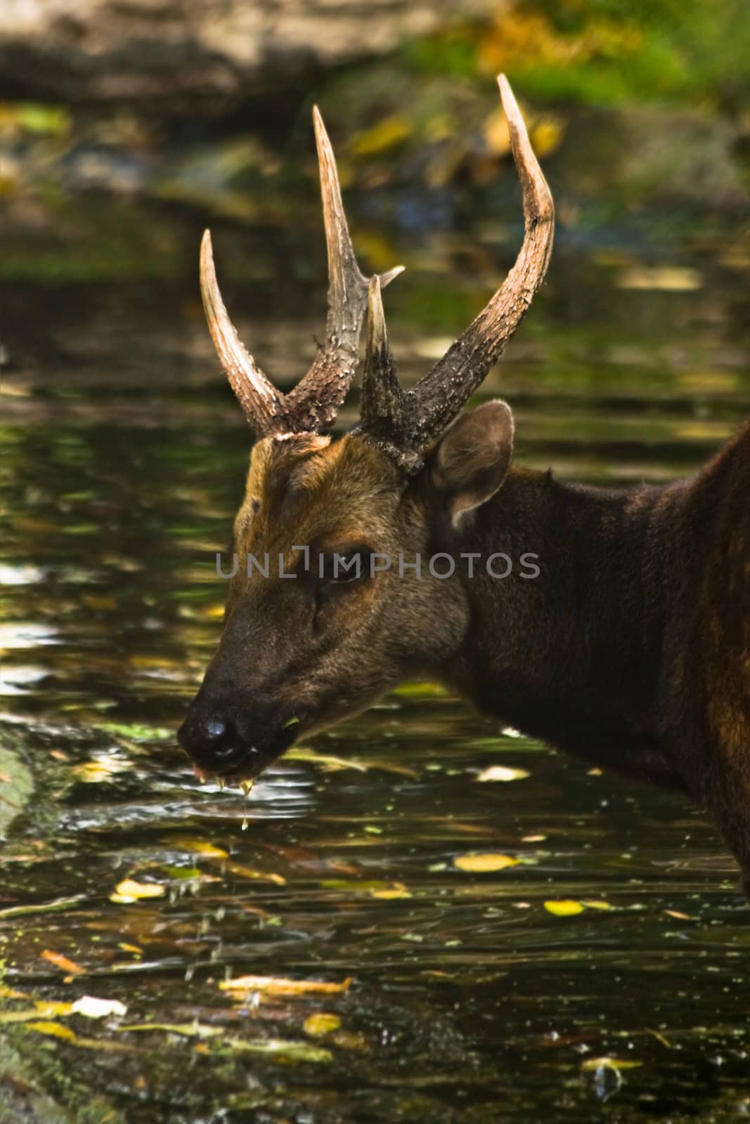 Philppine spotted deer eating fallen leaves by Colette