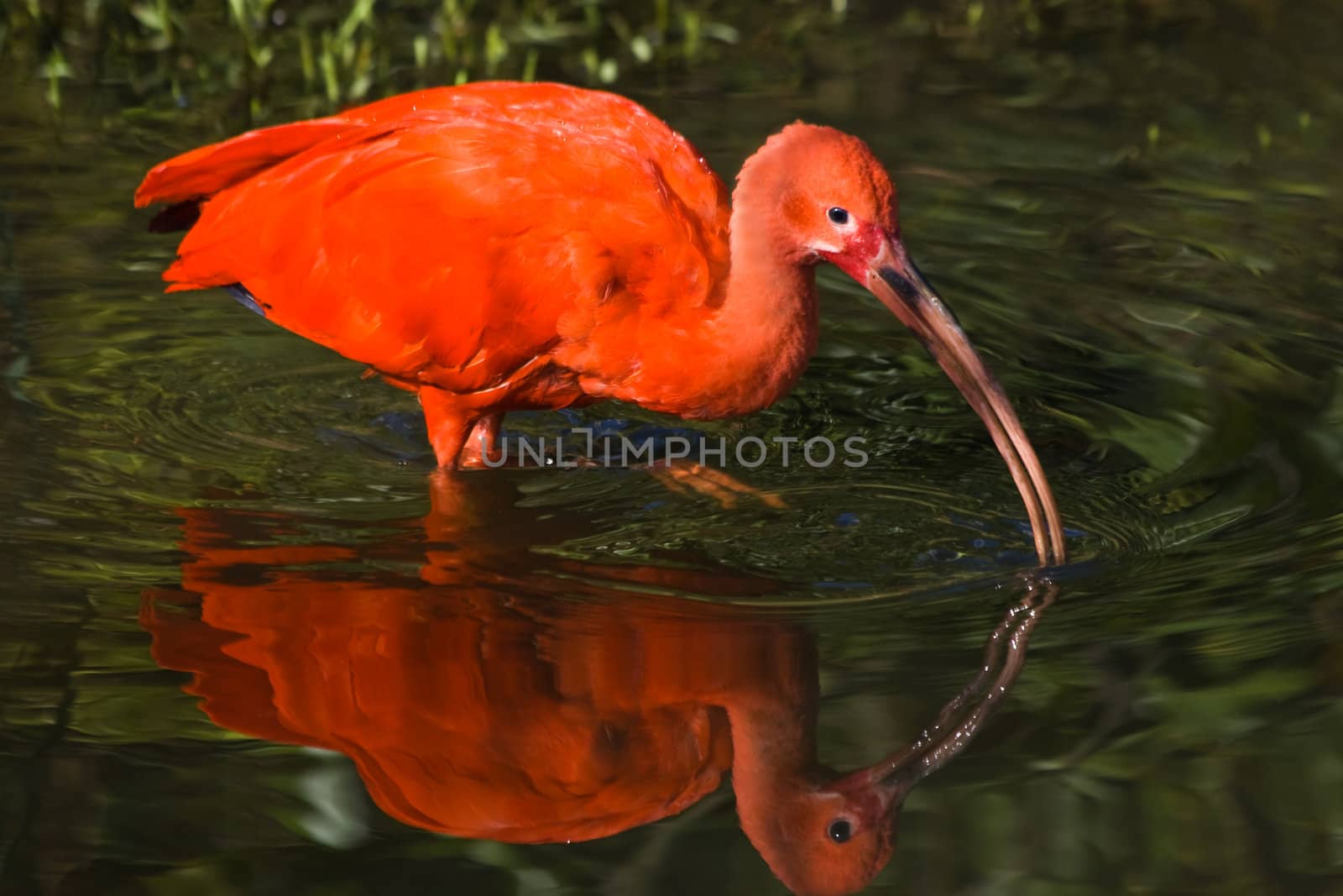 Scarlet ibis searching for food by Colette