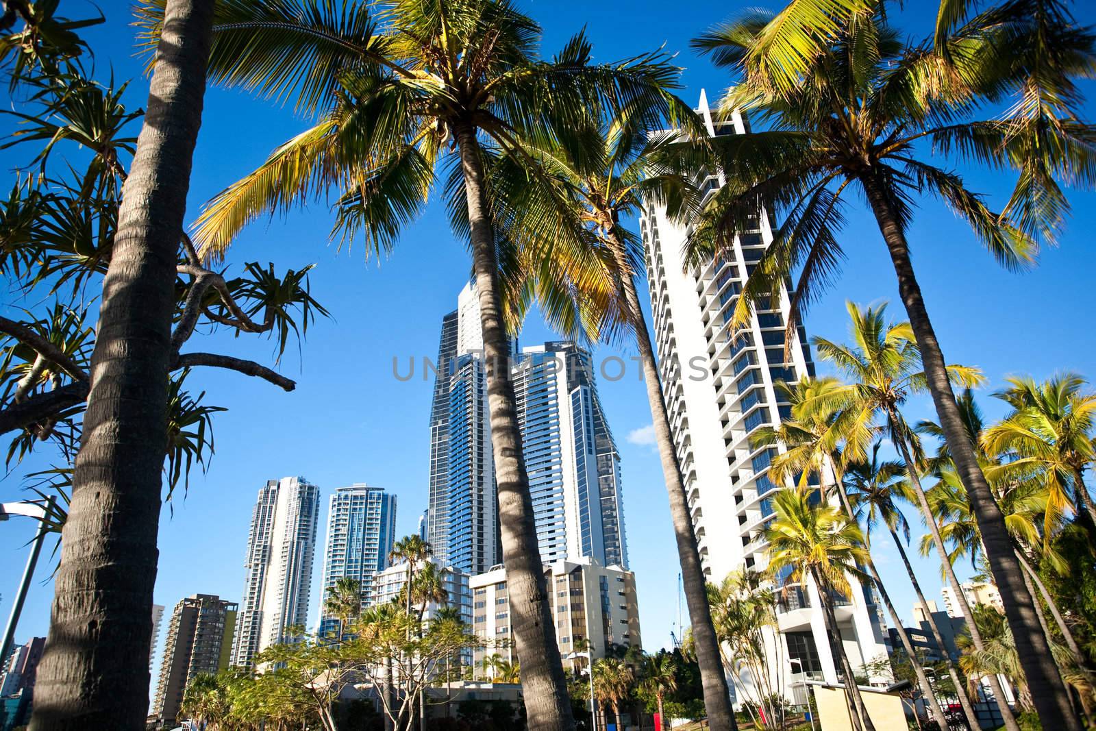 palm trees in front of a cityscape