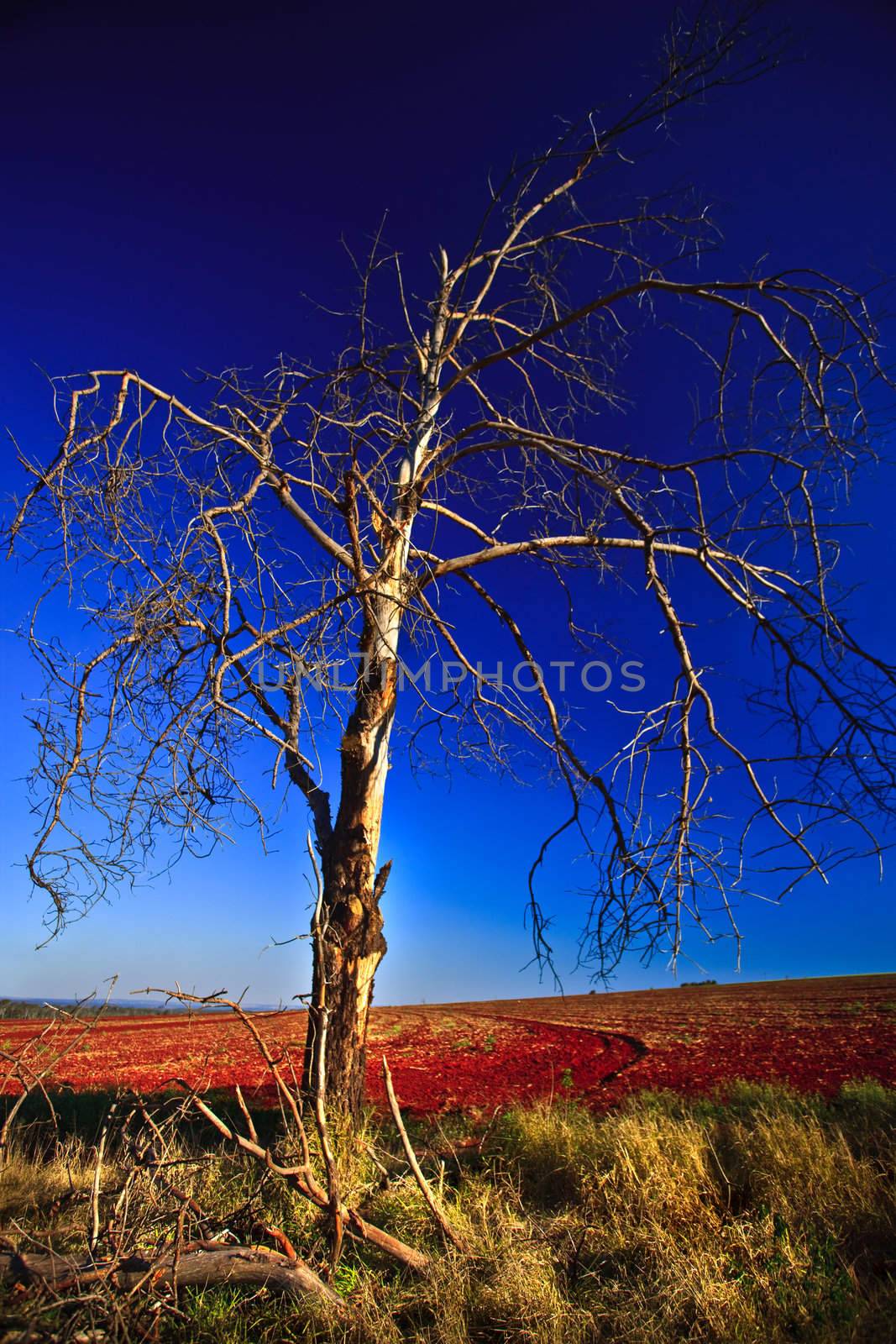 Wilting Tree in the middle of a feild