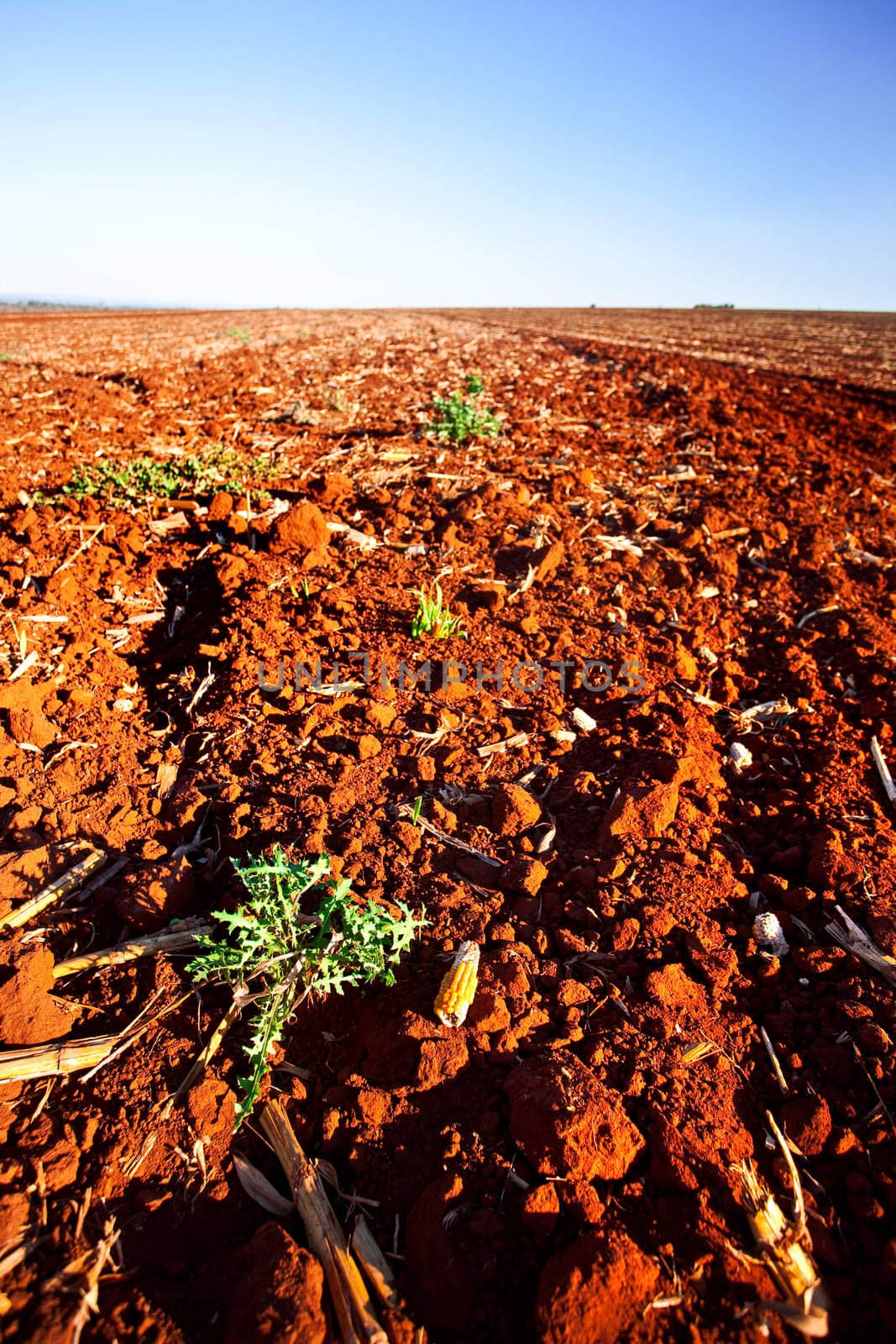 New growth sprouting on the farm