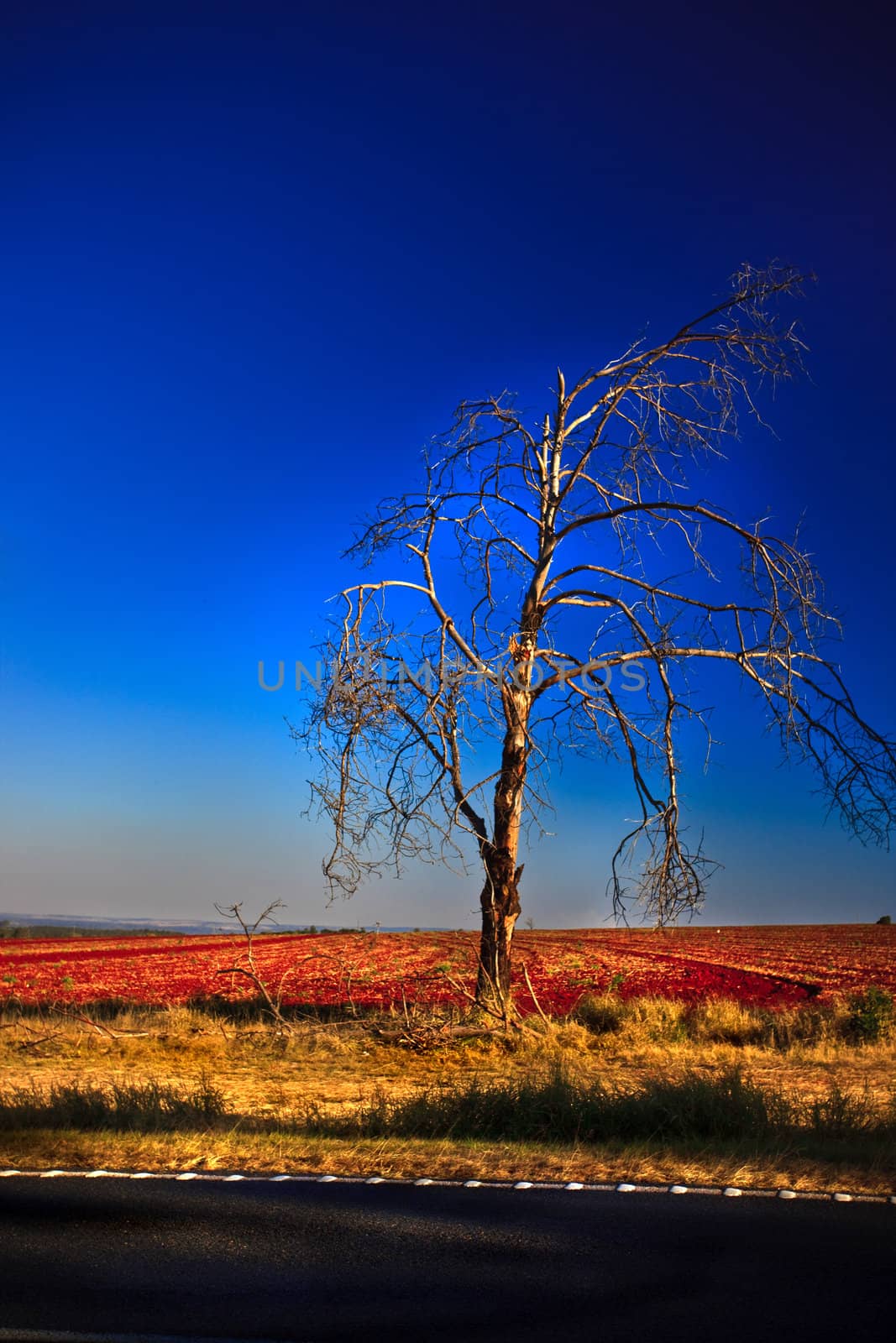 Tree along side a road