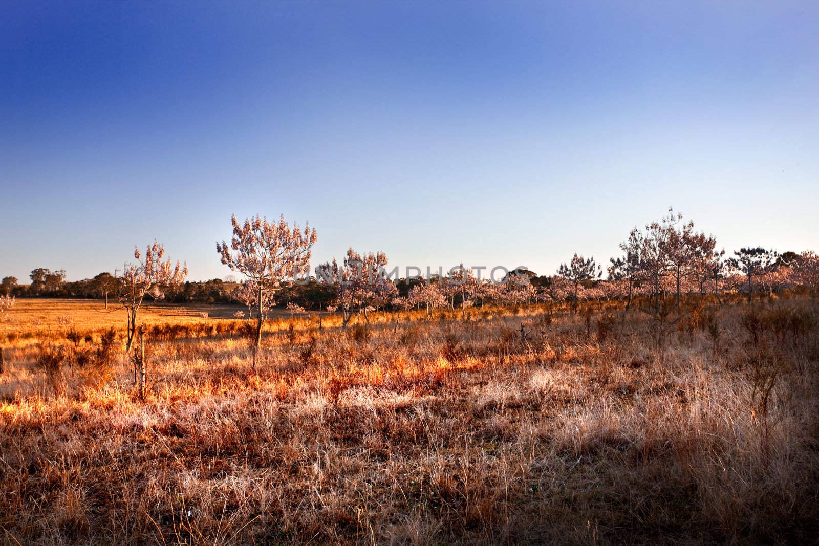 Dried out old country field