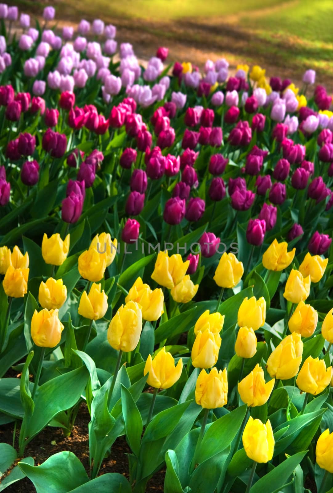 Arrangement of lilac, purple and yellow tulips in garden in spring
