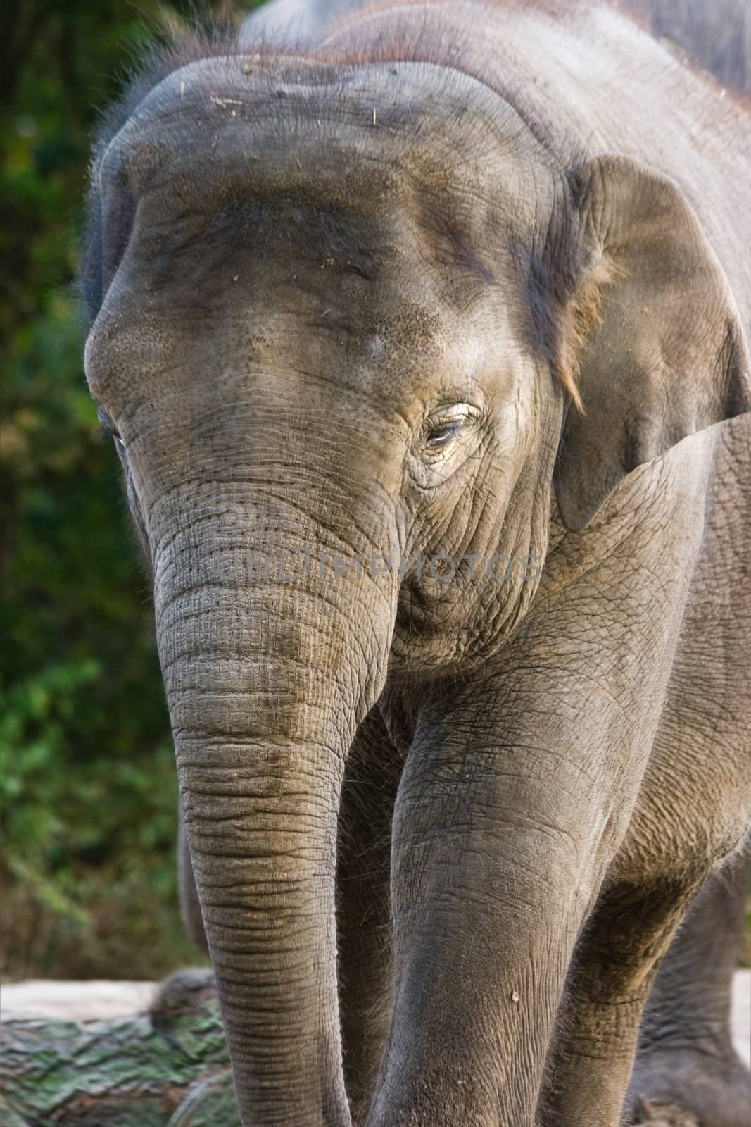 Huge female asian elephant in close view - vertical image