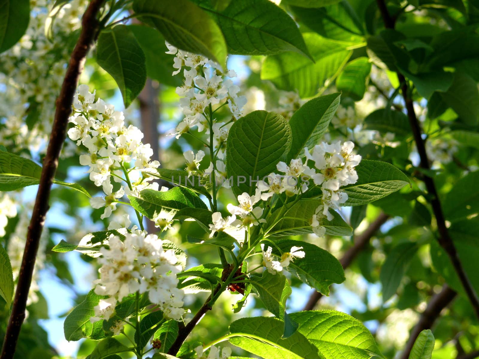 Flower of bird-cherry