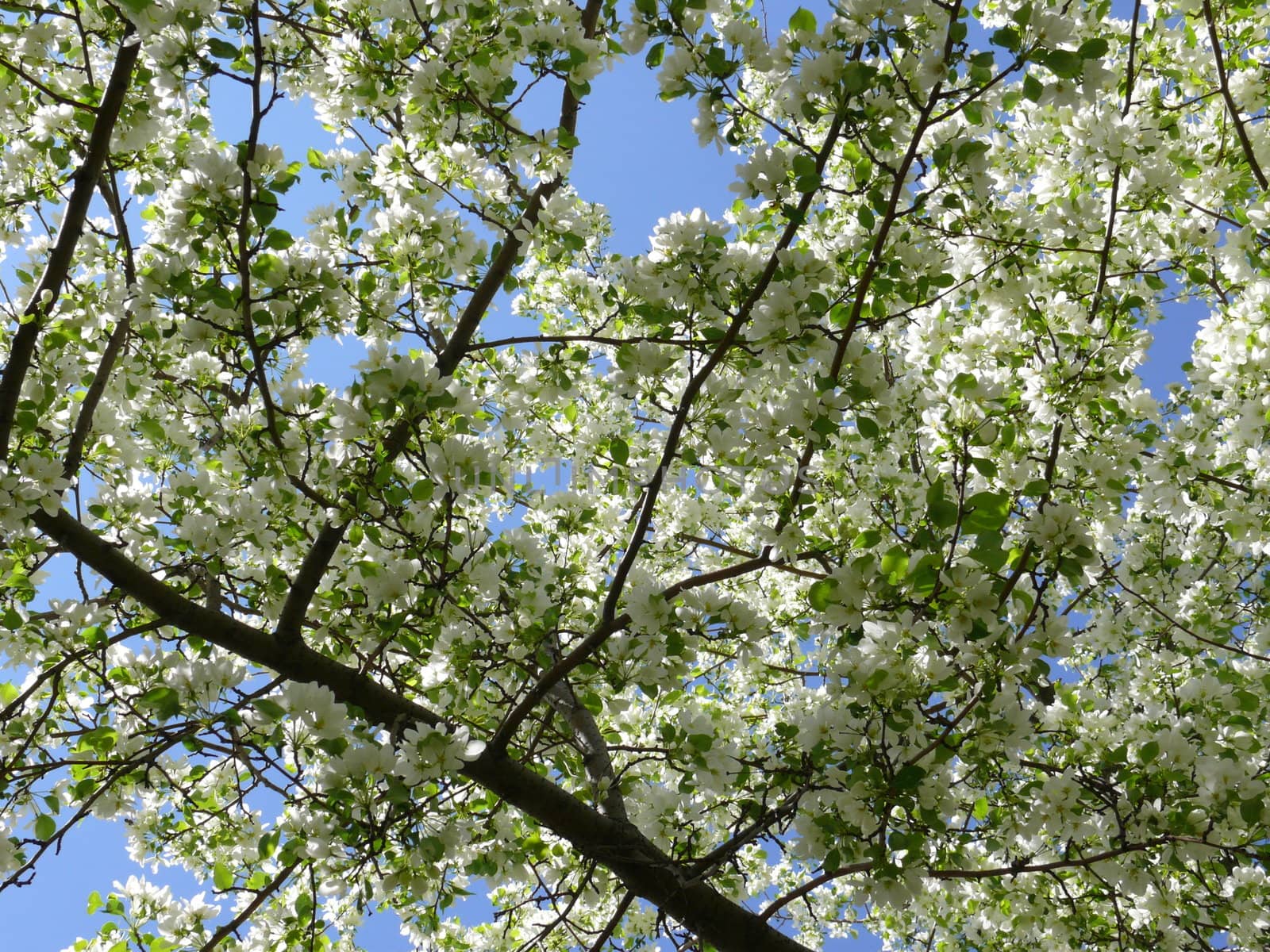 Fresh apple tree branch with flowers