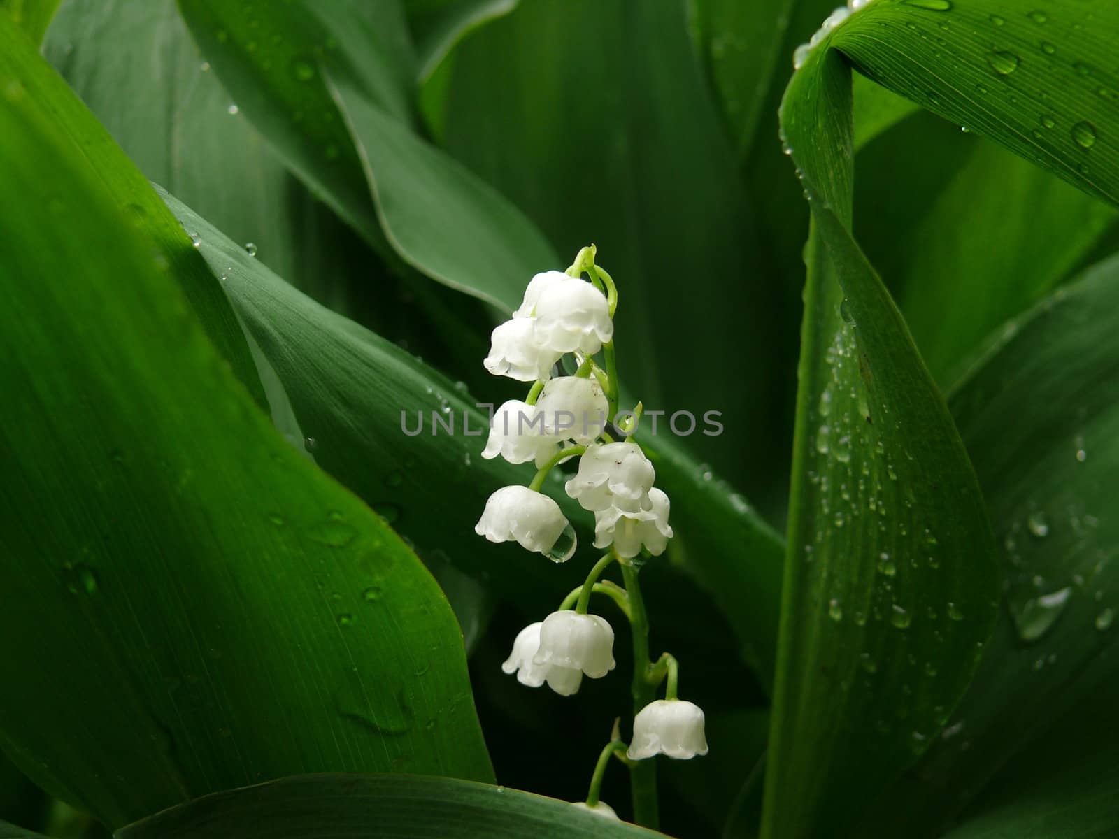 lily of the valley by Stoyanov