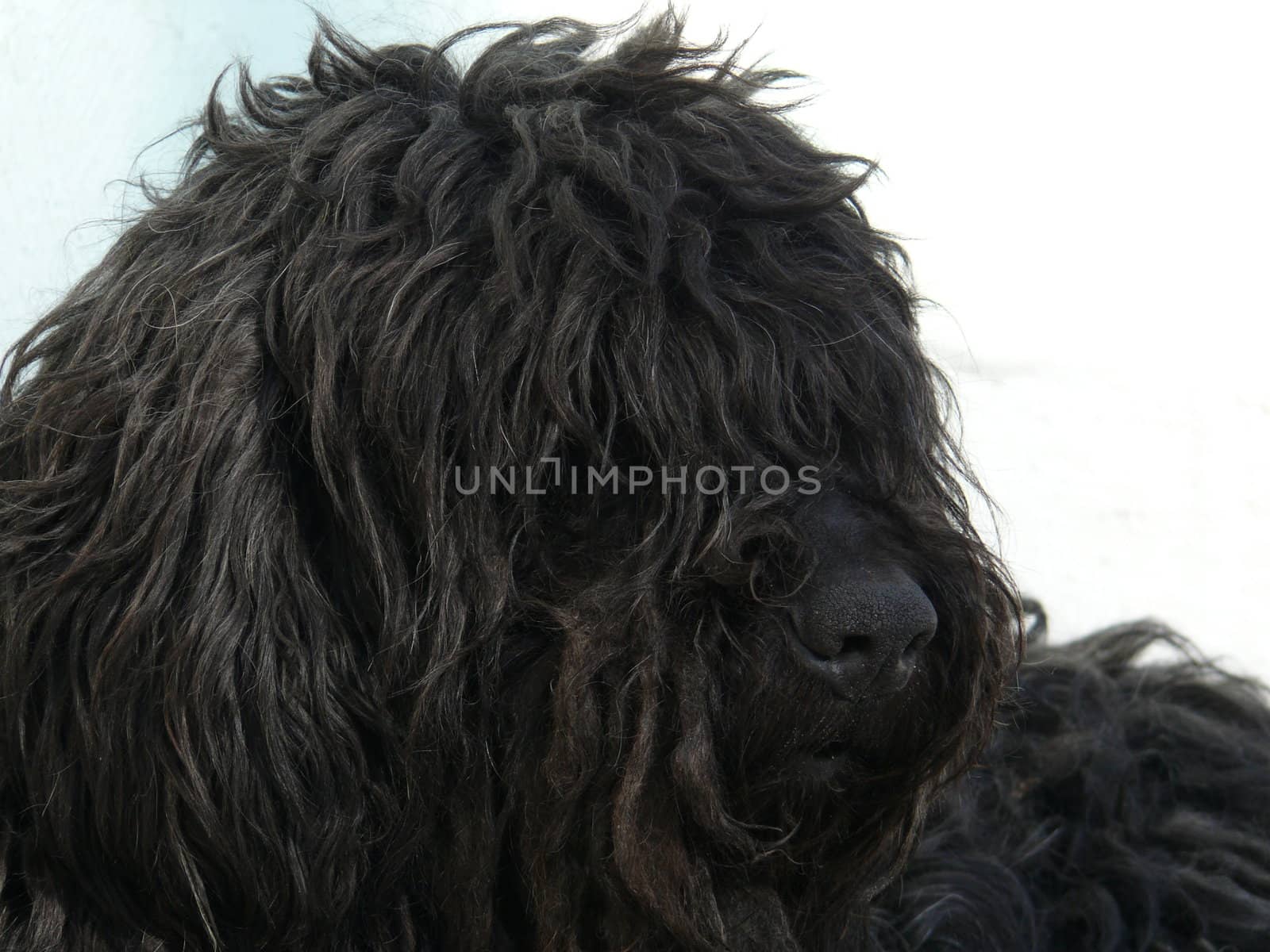 Black shaggy dog