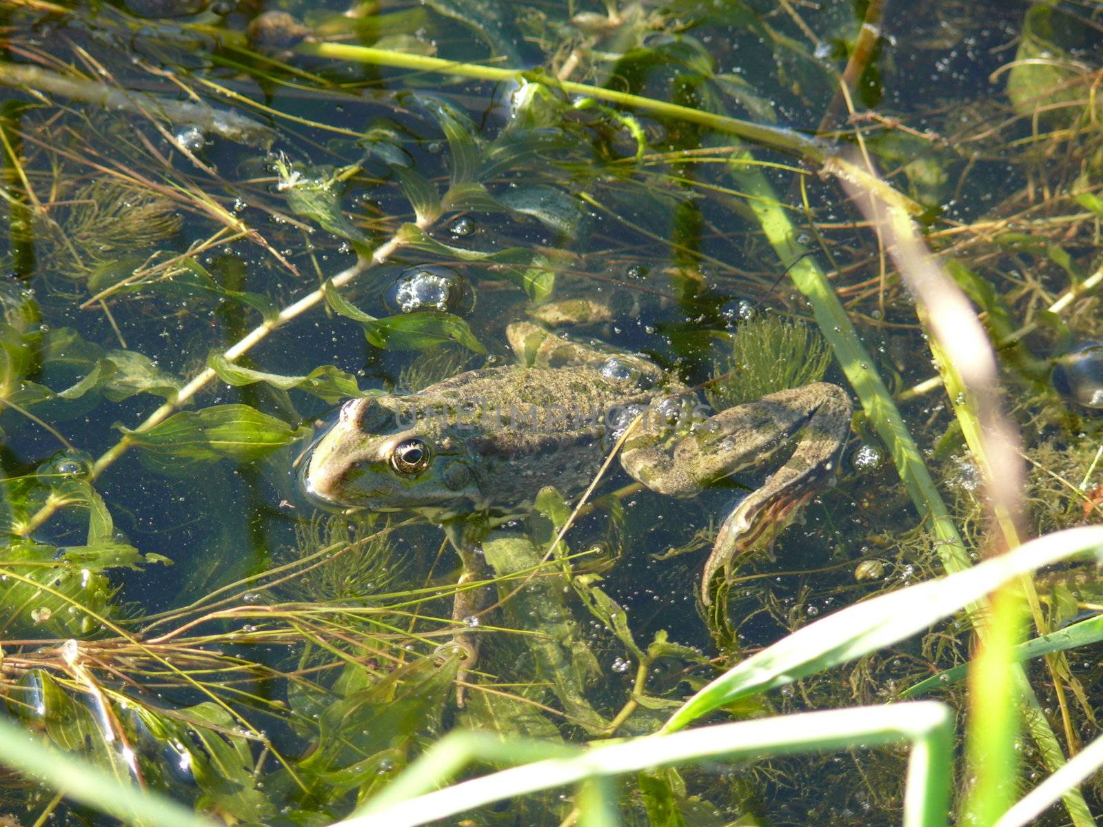 Frog in a water background