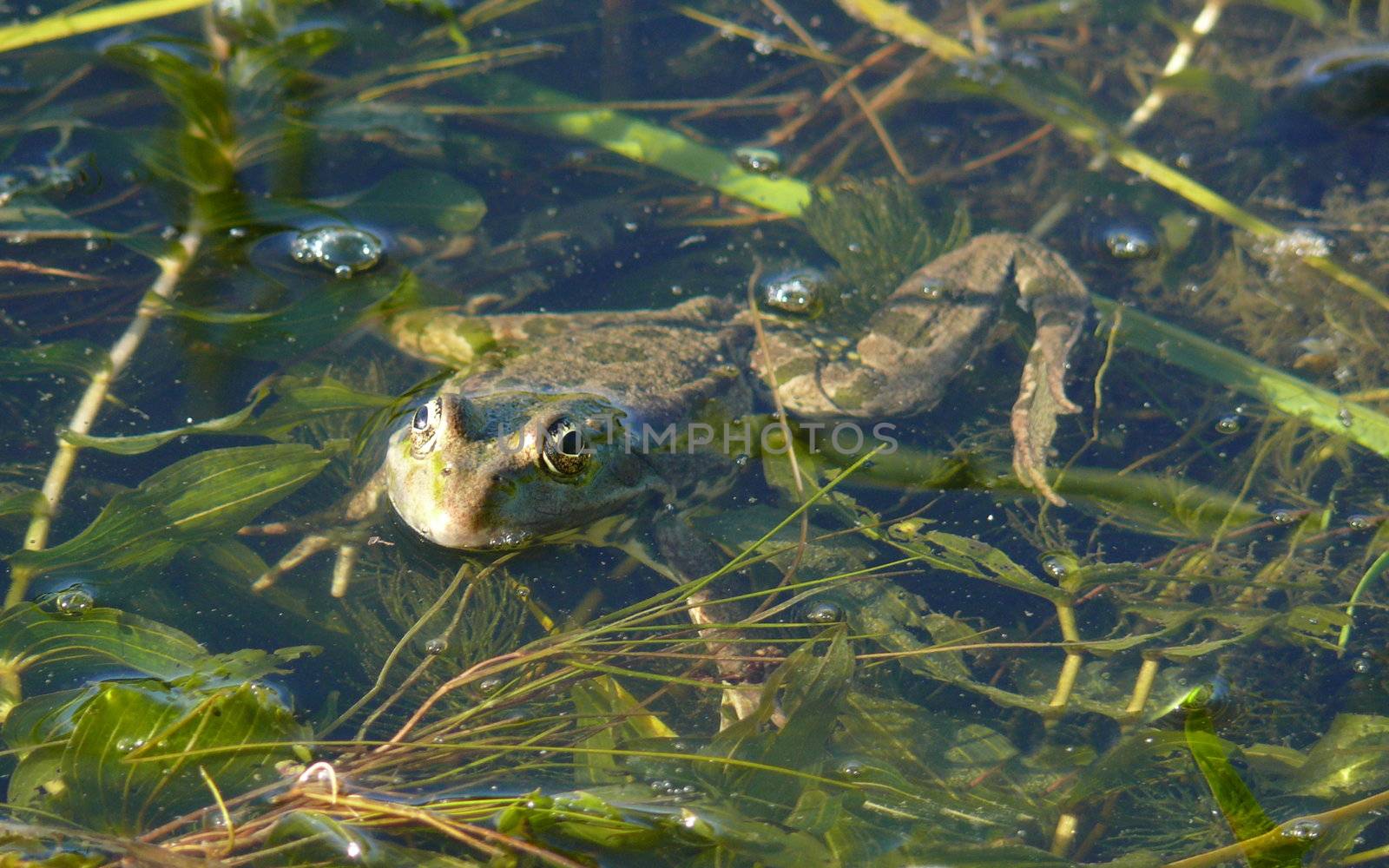 Frog in a water background by Stoyanov